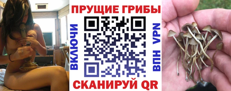Псилоцибиновые грибы Psilocybine cubensis  Вольск 